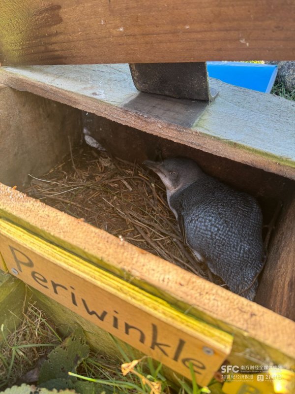 证星策略 夏游记 | “Z世代”的义工游